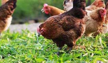 如何带鸡消毒 如何带鸡消毒杀菌