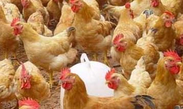 养鸡要重视鸡场的环境卫生管理工作 养鸡要重视鸡场的环境卫生管理工作吗