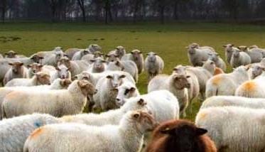 春季绵羊饲养管理技术要点 绵羊的饲养与管理