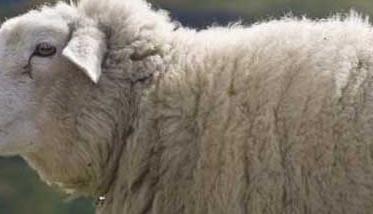 母羊产头胎羔缺乳的原因及预防措施有哪些？