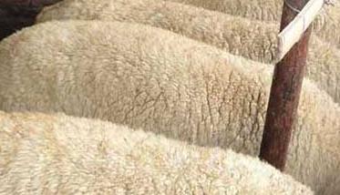 羊喂精料太多会导致酸中毒 羊吃了发酸的草料中毒