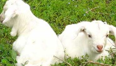 新生小羔羊的饲养管理方法 小羊羔如何饲养管理