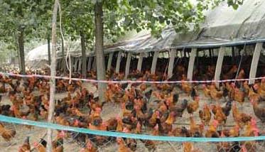鸡养殖场青年鸡的日常管理方法 青年鸡饲养管理