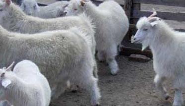 饲养羊吃什么原料 羊养殖的饲料需求有哪些