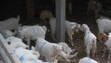 养羊喂料配比 羊养殖场饲料的搭配方案