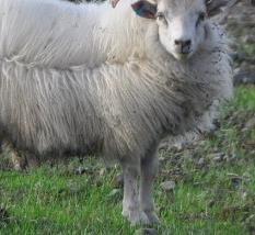 冬春季节羊养殖的饮水技术 秋季羊的养殖技术与管理