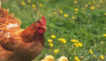 养鸡过程中的鸡痘的预防和治疗方法 鸡得了鸡痘的最好治疗方法