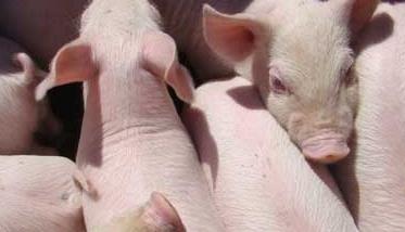 仔猪诱食剂的经典配方 仔猪养殖管理中的几种诱食技巧