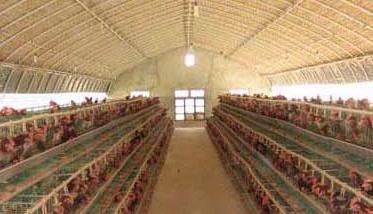 新式养鸡大棚的优势和建造方法 新式养鸡大棚建造方案