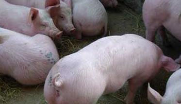 仔猪水肿的综合分析与防治 仔猪水肿病的辨别及防治方法