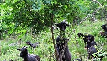 农村圈养黑山羊的管理技术 黑山羊怎么圈养养殖