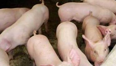 冬春季节哺乳仔猪的饲养管理方法 哺乳仔猪的适宜温度是多少