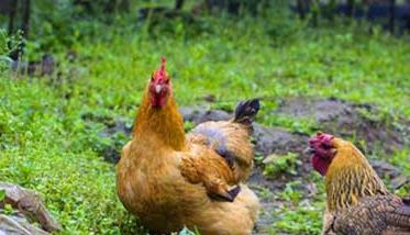 果园养鸡怎么搭鸡棚 怎么样搭鸡棚养鸡