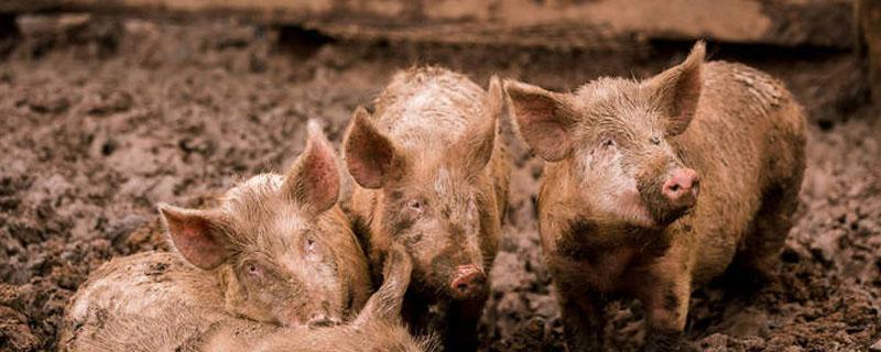 如何监测猪群健康 如何进行猪群健康观察