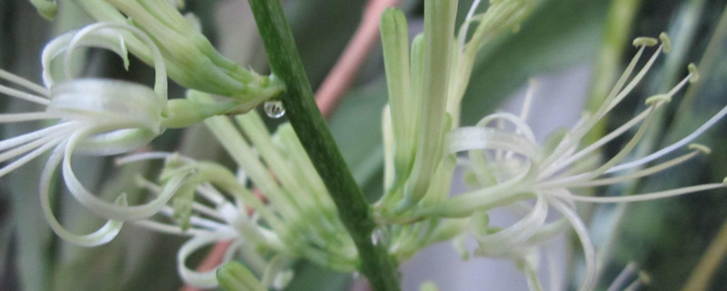 短叶虎尾兰开花吗 虎尾兰 开花