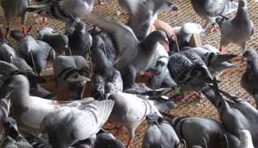 鸽子饲养管理方法