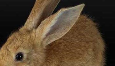 兔子养殖-有关兔子养殖的资料（兔子养殖技术,兔子养殖方法）