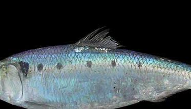 刀鱼养殖－刀鱼图片（刀鱼的人工养殖）