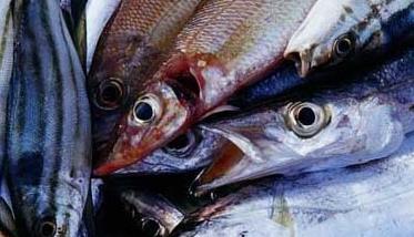 带鱼,养殖 带鱼养殖－带鱼图片