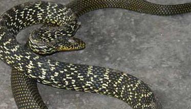大王蛇是什么蛇 大王蛇的产地分布