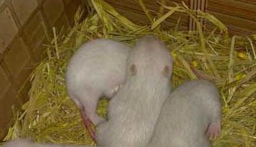 公竹鼠为什么咬母竹鼠 母竹鼠吃仔的原因有哪些？