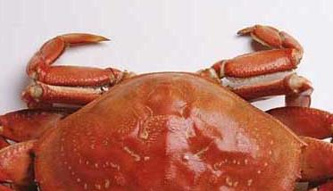 螃蟹不能和什么一起吃 龙虾螃蟹不能和什么一起吃