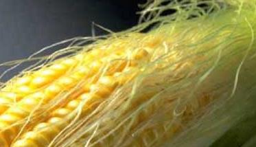 玉米须的功效与作用 玉米须的功效与作用可以降血压吗