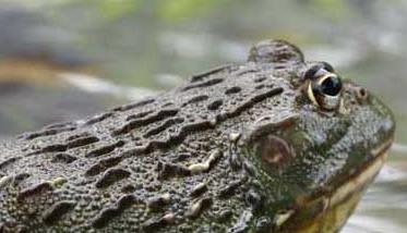 牛蛙的营养功效与作用 牛蛙的营养价值与功效