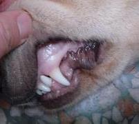 一例犬瘟热的诊断与治疗过程 犬瘟热的病例及治疗