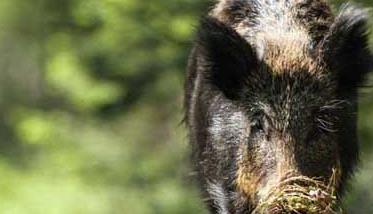 特种野猪养殖常见问题 特种野猪饲养管理