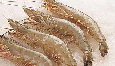 青虾养殖的鱼虾混养技术（高手分享,青虾养殖有哪些技巧）