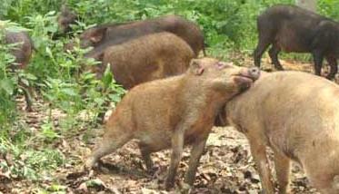野猪养殖的几种错误养殖方法 野猪的养殖方法与疾病预防