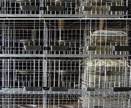 鸽子全套养殖技术方案 鸽子养殖户怎么选择鸽子养殖设备