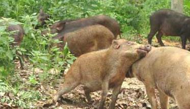 野猪养殖场绿化工作的重要性 养殖业野猪