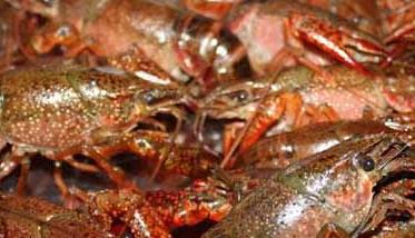 小龙虾池塘养殖病害生态防治技术 小龙虾水池养殖