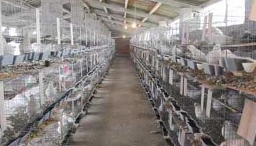 白羽王鸽子的养殖方法 白羽王鸽的养殖管理技术