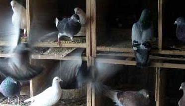 肉鸽如何进行大规模立体笼养（笼养肉鸽养殖密度）