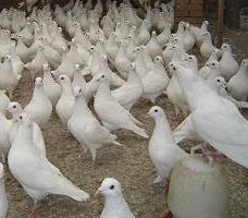 肉鸽养殖过程中的几种常见疾病的防治