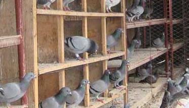 肉鸽在育雏期间的养殖管理技术 肉鸽在育雏期间的养殖管理技术要点