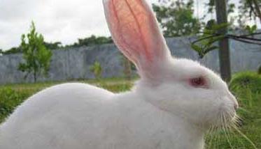 夏季兔子养殖管理技术 如何做好家兔夏季的饲养管理