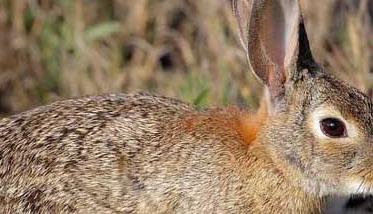 野兔的春季养殖要注意保温防寒 野兔的春季养殖要注意保温防寒保暖吗