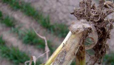 小麦全蚀病的症状特点，怎样防治小麦全蚀病