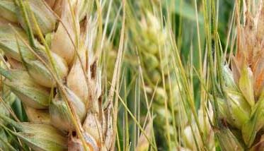 小麦赤霉病防治的关键技术 小麦赤霉病的防治的好方法
