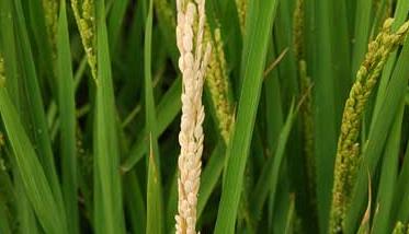 水稻常见病害防治 水稻常见病害以及防治方法