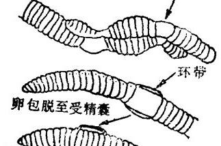 蚯蚓的内部结构图 蚯蚓内部构造分哪些系统