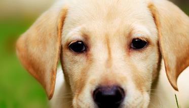 犬细小病毒有哪两种类型 犬细小病毒的症状有哪些