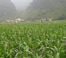 双季玉米获得丰收的因素 玉米丰收季节