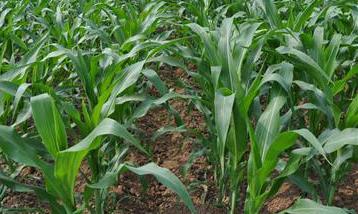 玉米合理密植的原则是什么 怎样对玉米进行合理密植