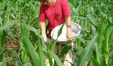 玉米施肥的原则是什么 玉米合理施肥应掌握的原则