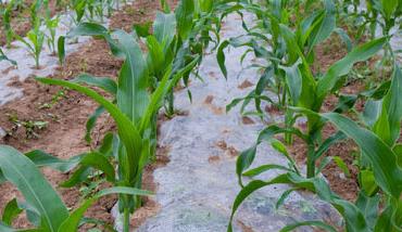 玉米地膜覆盖栽培技术 玉米地膜覆盖栽培技术的田间管理